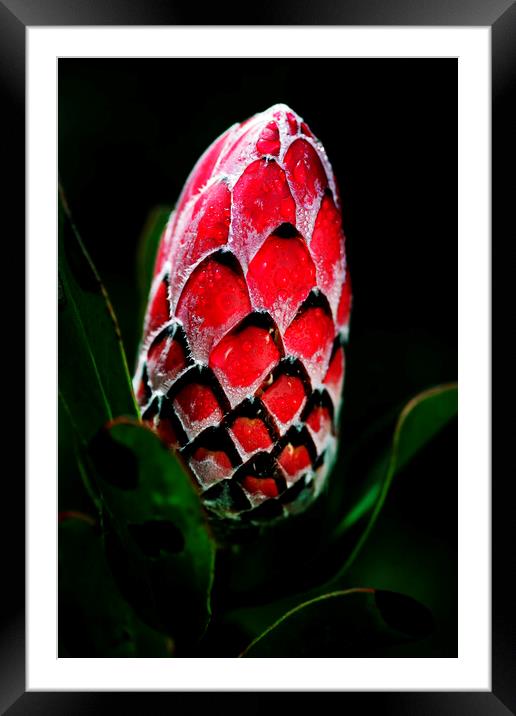 Protea Flower Bud on black Framed Mounted Print by Neil Overy