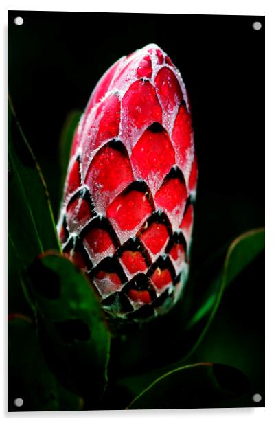 Protea Flower Bud on black Acrylic by Neil Overy