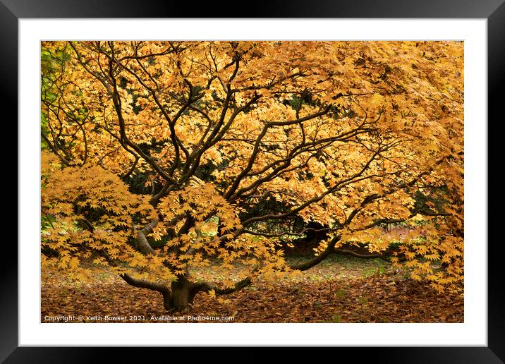 Golden Acer Westonbirt Framed Mounted Print by Keith Bowser