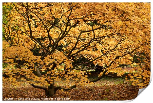 Golden Acer Westonbirt Print by Keith Bowser