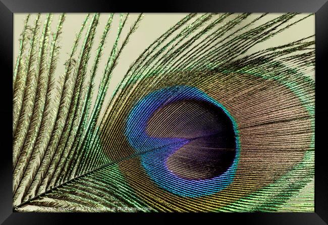 Peacock feather close-up Framed Print by Keith Bowser