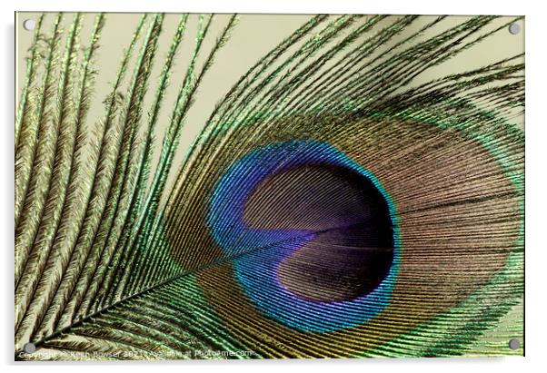 Peacock feather close-up Acrylic by Keith Bowser