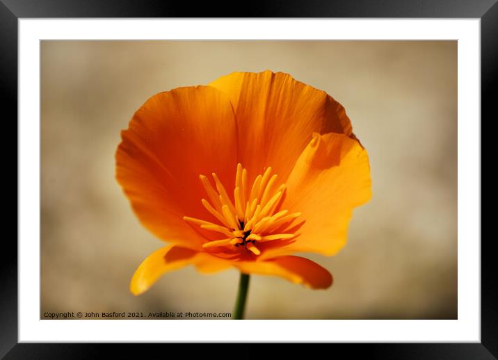 Californian poppy Framed Mounted Print by John Basford