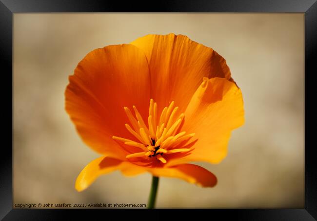 Californian poppy Framed Print by John Basford