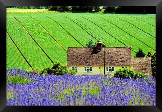 Lavender Field Summer Flowers Cotswolds Gloucestershire England Framed Print by Andy Evans Photos