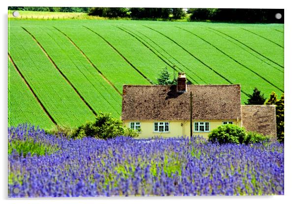 Lavender Field Summer Flowers Cotswolds Gloucestershire England Acrylic by Andy Evans Photos
