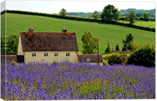 Lavender Field Summer Flowers Cotswolds Gloucestershire England Canvas Print by Andy Evans Photos
