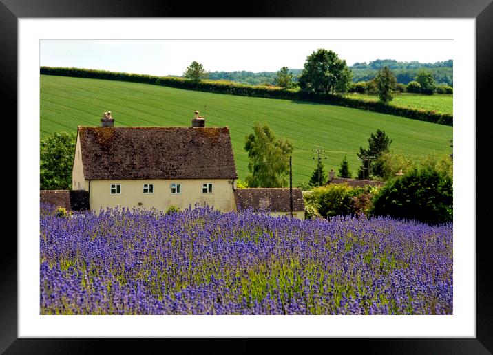 Lavender Field Summer Flowers Cotswolds Gloucestershire England Framed Mounted Print by Andy Evans Photos