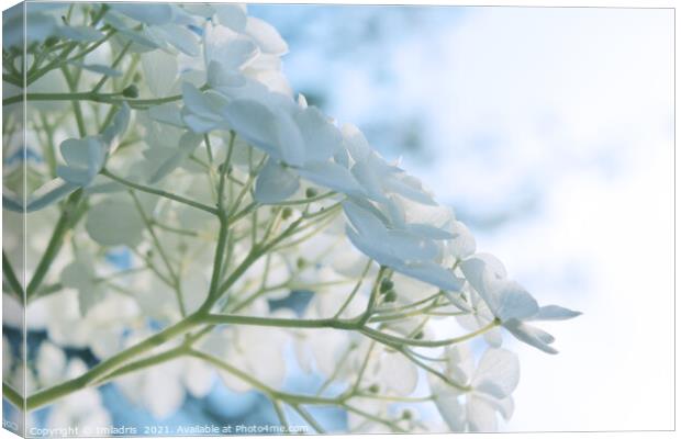 Delicate White Hydrangea Flowers High Key Canvas Print by Imladris 