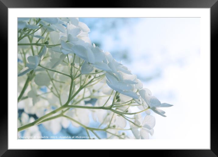 Delicate White Hydrangea Flowers High Key Framed Mounted Print by Imladris 