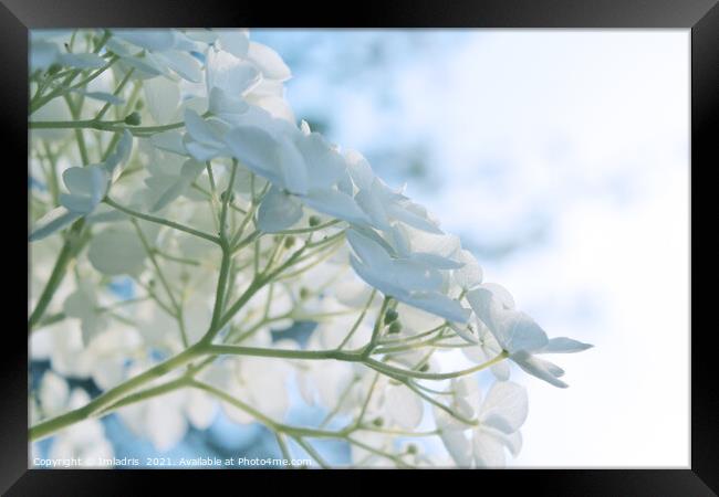 Delicate White Hydrangea Flowers High Key Framed Print by Imladris 