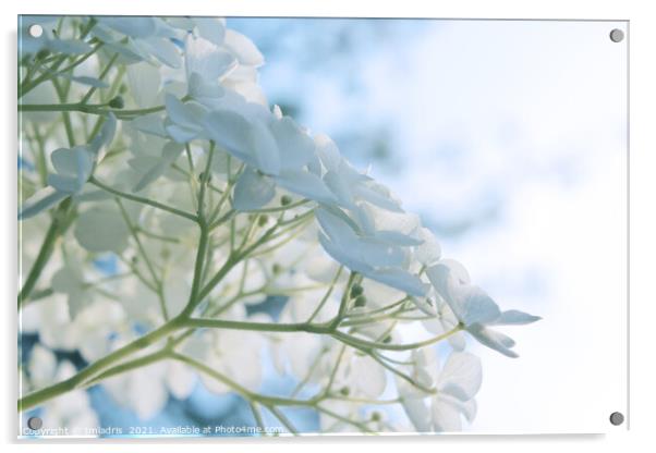 Delicate White Hydrangea Flowers High Key Acrylic by Imladris 