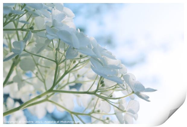 Delicate White Hydrangea Flowers High Key Print by Imladris 