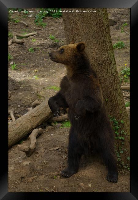 Grizzly Bear Scratching His Back On A Tree Framed Print by rawshutterbug 