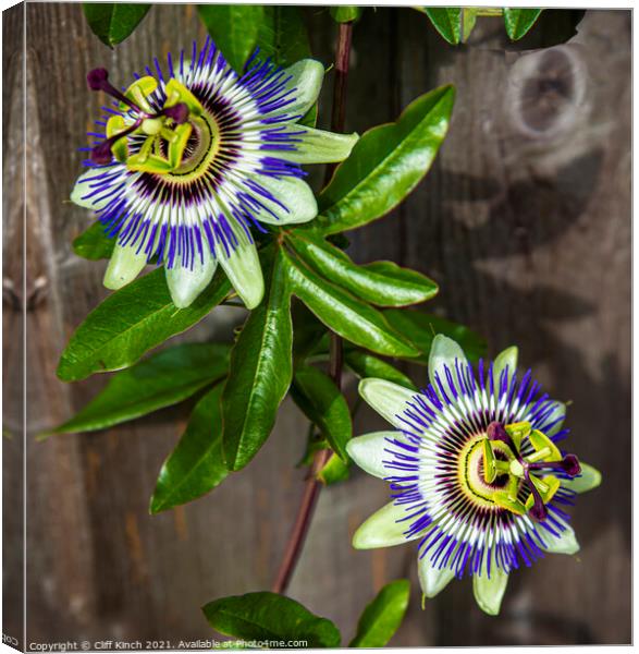 Passion flowers Canvas Print by Cliff Kinch