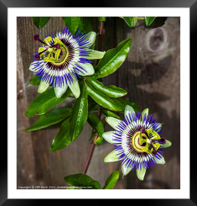 Passion flowers Framed Mounted Print by Cliff Kinch