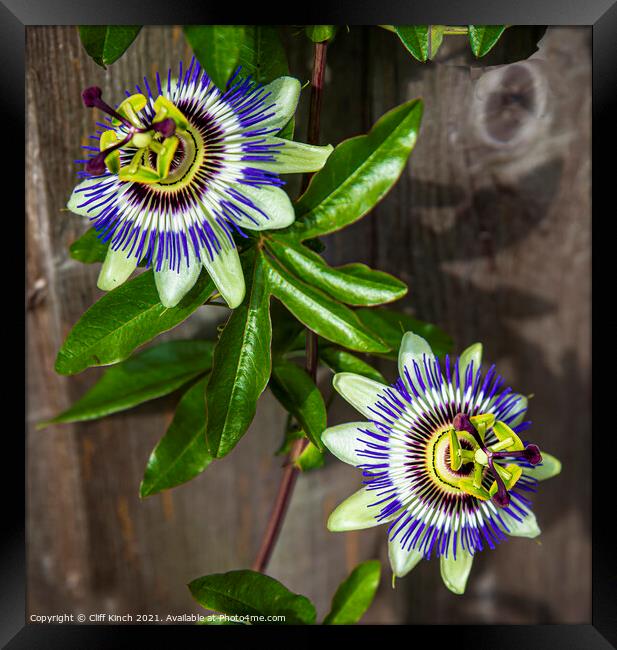 Passion flowers Framed Print by Cliff Kinch
