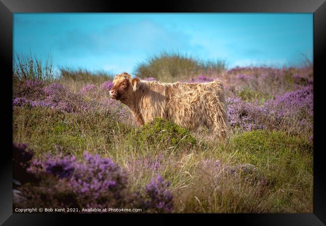 Heifer in Heather Framed Print by Bob Kent