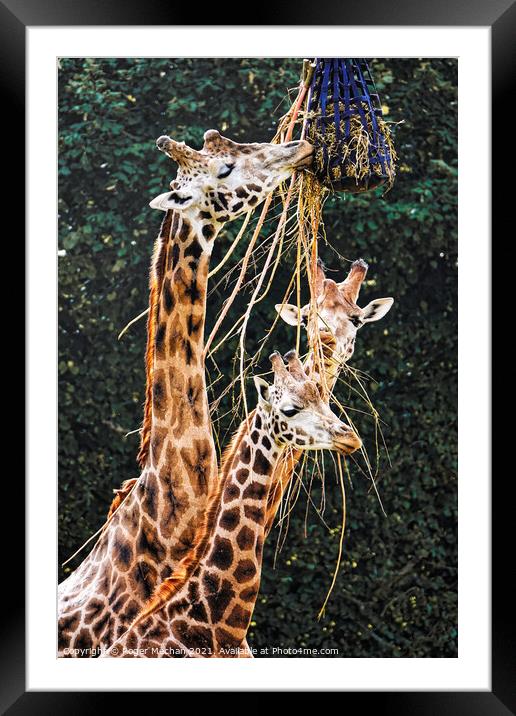 Graceful Giraffes Eating  Framed Mounted Print by Roger Mechan