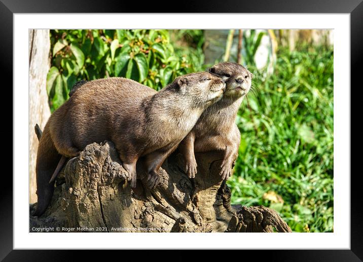 Affectionate Asian Otters Framed Mounted Print by Roger Mechan