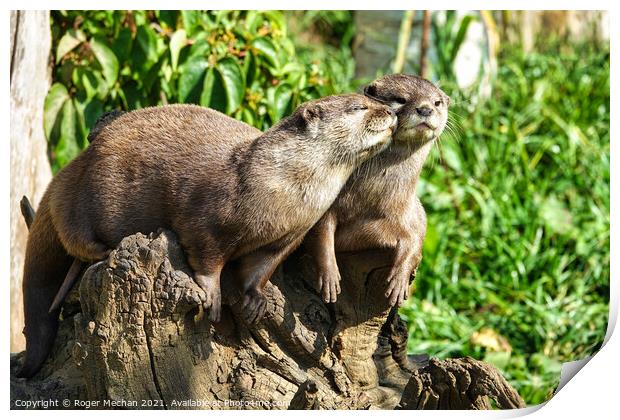 Affectionate Asian Otters Print by Roger Mechan