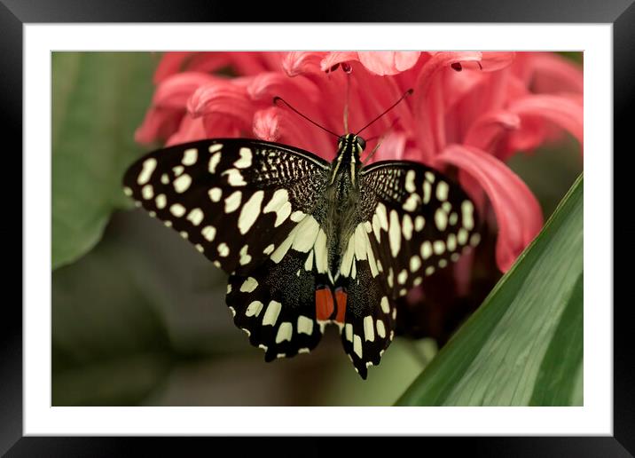 Lime swallowtail butterfly Framed Mounted Print by Jonathan Thirkell