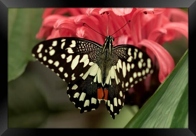 Lime swallowtail butterfly Framed Print by Jonathan Thirkell