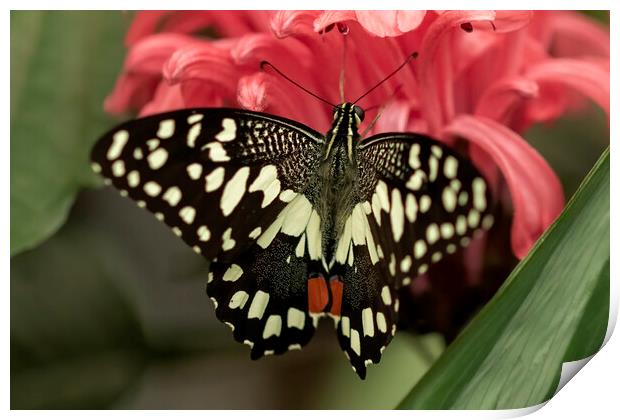 Lime swallowtail butterfly Print by Jonathan Thirkell