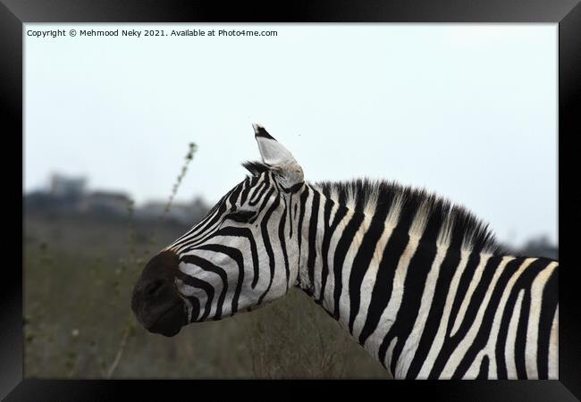 Zebra at Nairobi Park Framed Print by Mehmood Neky