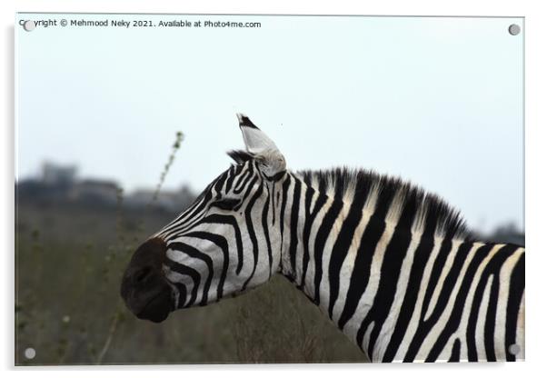 Zebra at Nairobi Park Acrylic by Mehmood Neky