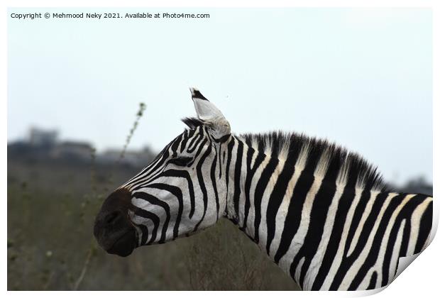 Zebra at Nairobi Park Print by Mehmood Neky