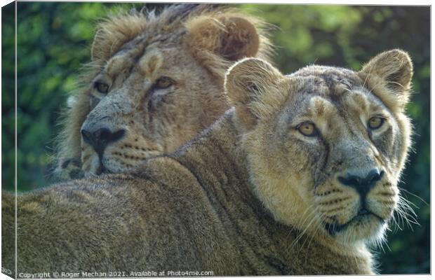 Regal Lioness and her Companion Canvas Print by Roger Mechan