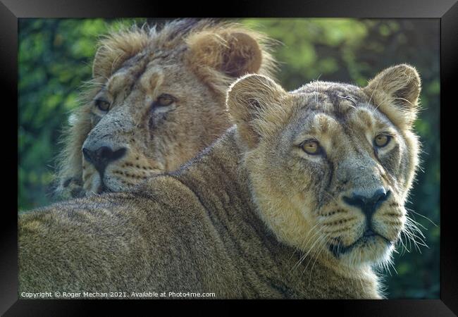 Regal Lioness and her Companion Framed Print by Roger Mechan