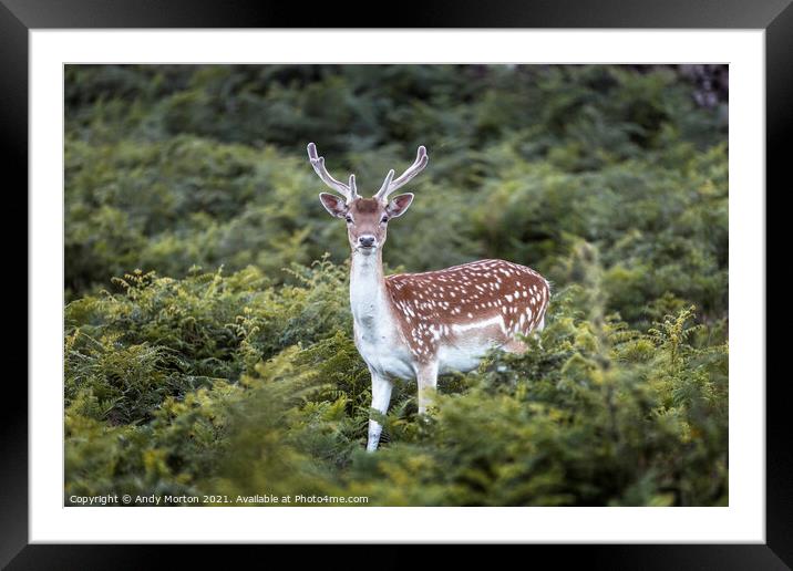 Fallow Deer Stag Framed Mounted Print by Andy Morton