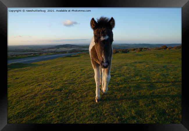 Dartmoor Foal Framed Print by rawshutterbug 