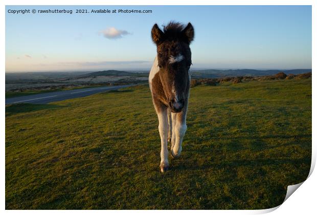 Dartmoor Foal Print by rawshutterbug 
