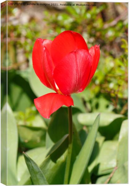 Red tulip flower Canvas Print by aurélie le moigne