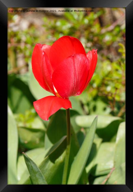 Red tulip flower Framed Print by aurélie le moigne