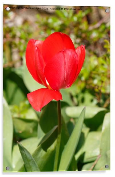 Red tulip flower Acrylic by aurélie le moigne