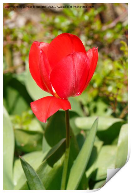 Red tulip flower Print by aurélie le moigne