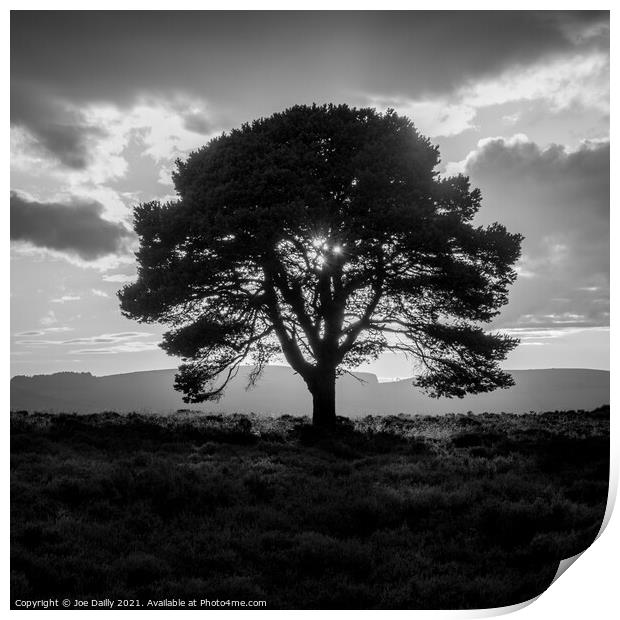 Silhouette Tree at Sunset  Print by Joe Dailly