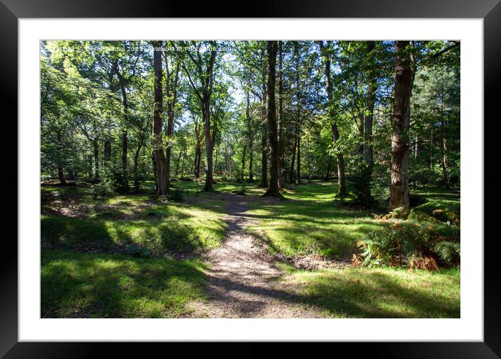 The New Forest Framed Mounted Print by Derek Daniel