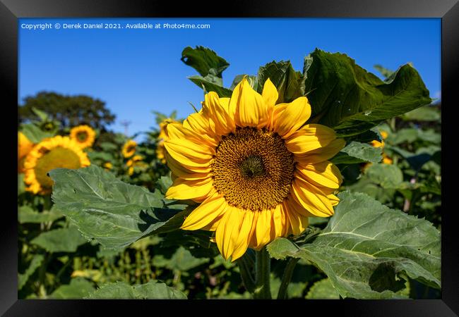 Fields of Sunshine Framed Print by Derek Daniel