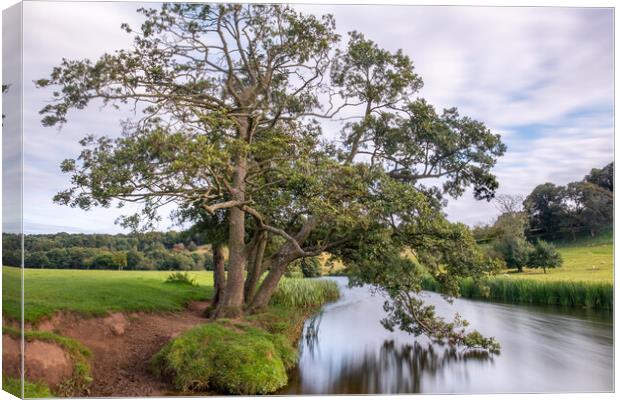 Tree on the River Aln Canvas Print by Mark Jones