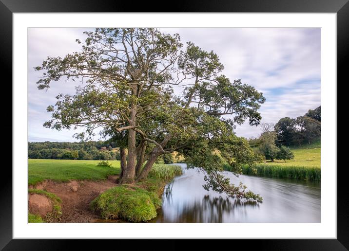 Tree on the River Aln Framed Mounted Print by Mark Jones