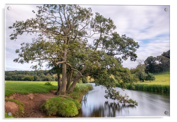 Tree on the River Aln Acrylic by Mark Jones