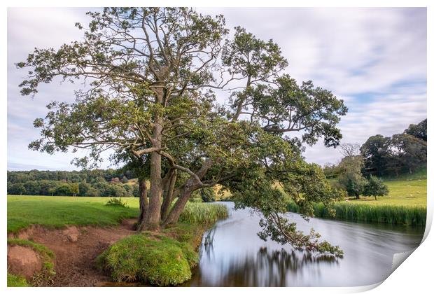 Tree on the River Aln Print by Mark Jones
