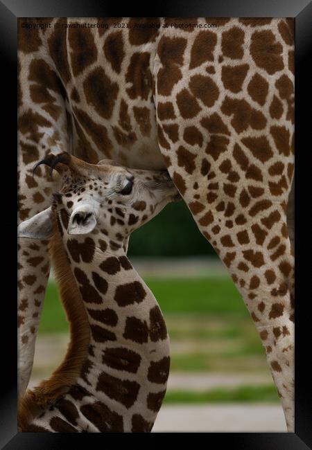 Mother and Baby Giraffe Framed Print by rawshutterbug 
