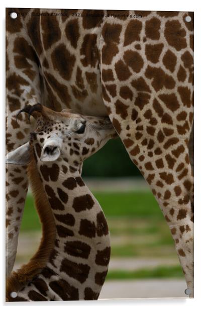 Mother and Baby Giraffe Acrylic by rawshutterbug 