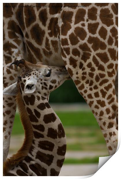 Mother and Baby Giraffe Print by rawshutterbug 